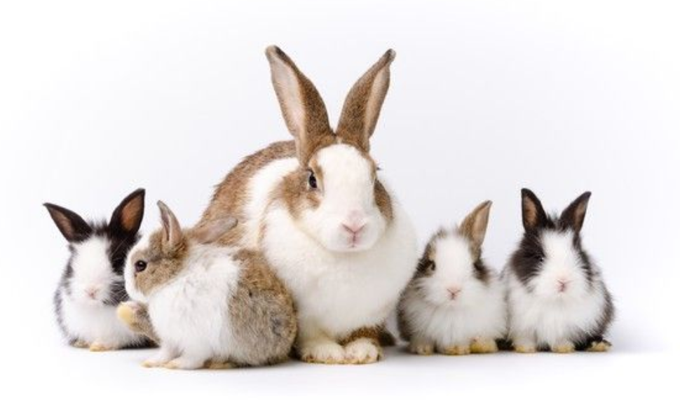 SPN-E2FA Dry Bath Shampoo For Guinea Pigs & Small Pets